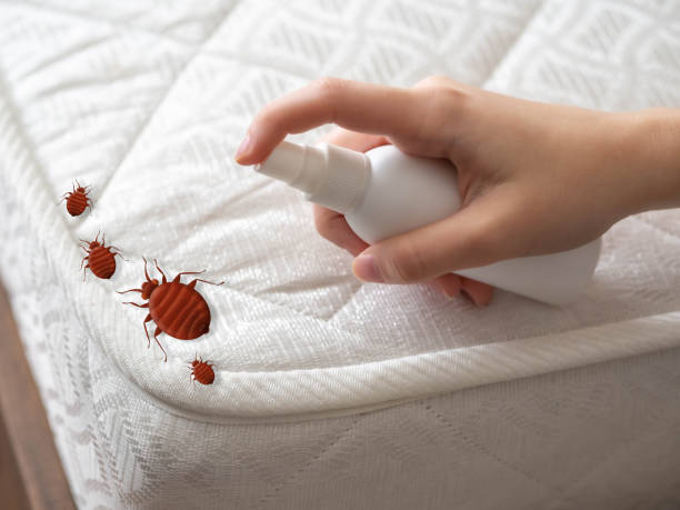 Best Spider Control Near Me  in Fair Oaks, CA
