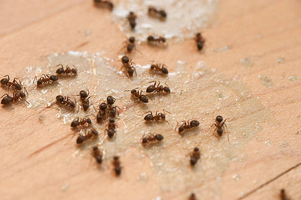 Best Exterminator Services  in Fair Oaks, CA